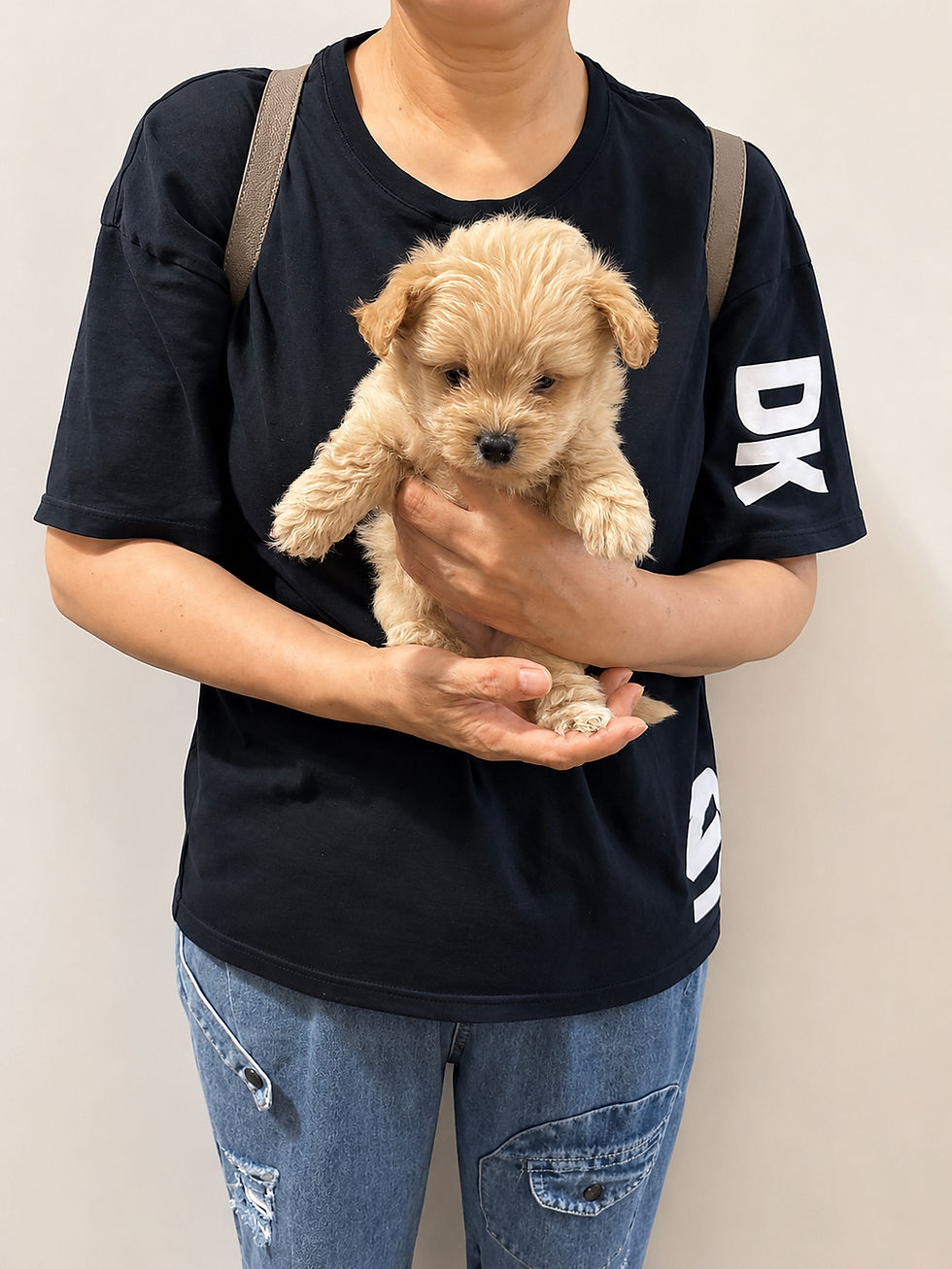 Thumbnail: Maxi-Pomapoo (114558)