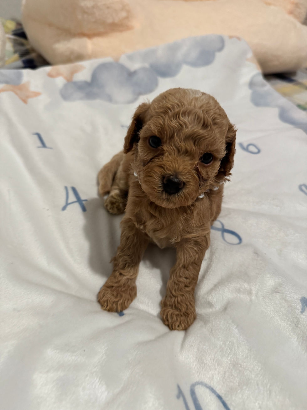 Thumbnail: Bear- -Maltipoo (11450)