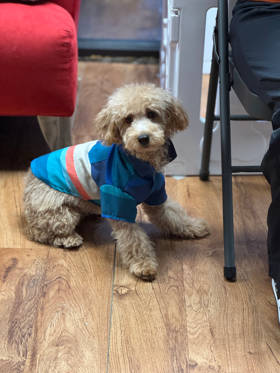 Thumbnail: Choko - maltipoo (1084)