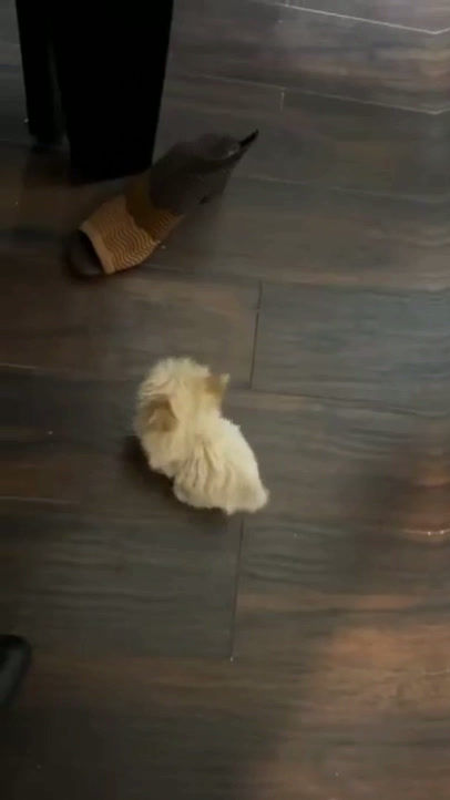 Thumbnail: Dream  --Maltipoo(1122)