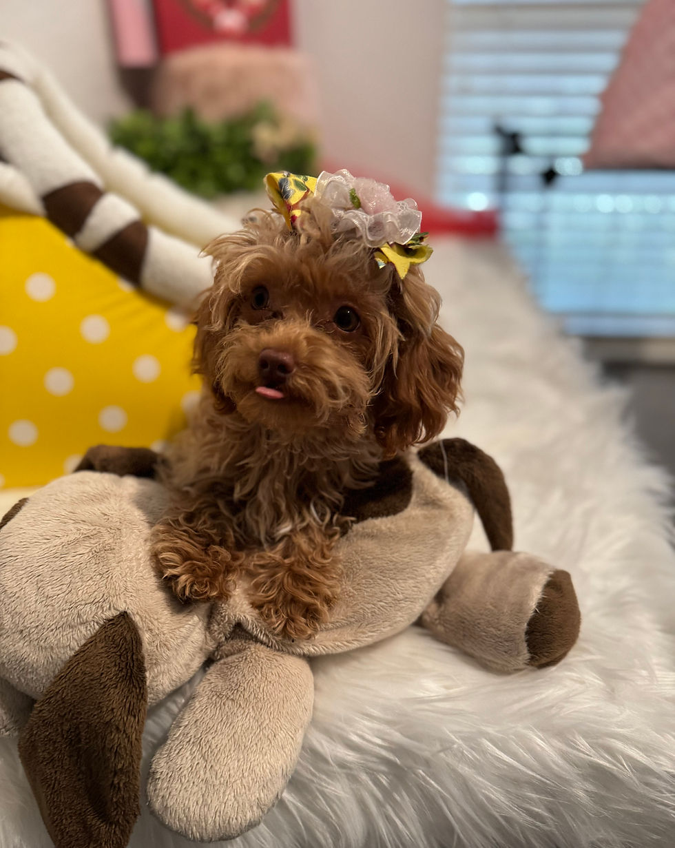 Thumbnail: Biscuit -Maltipoo (1048)