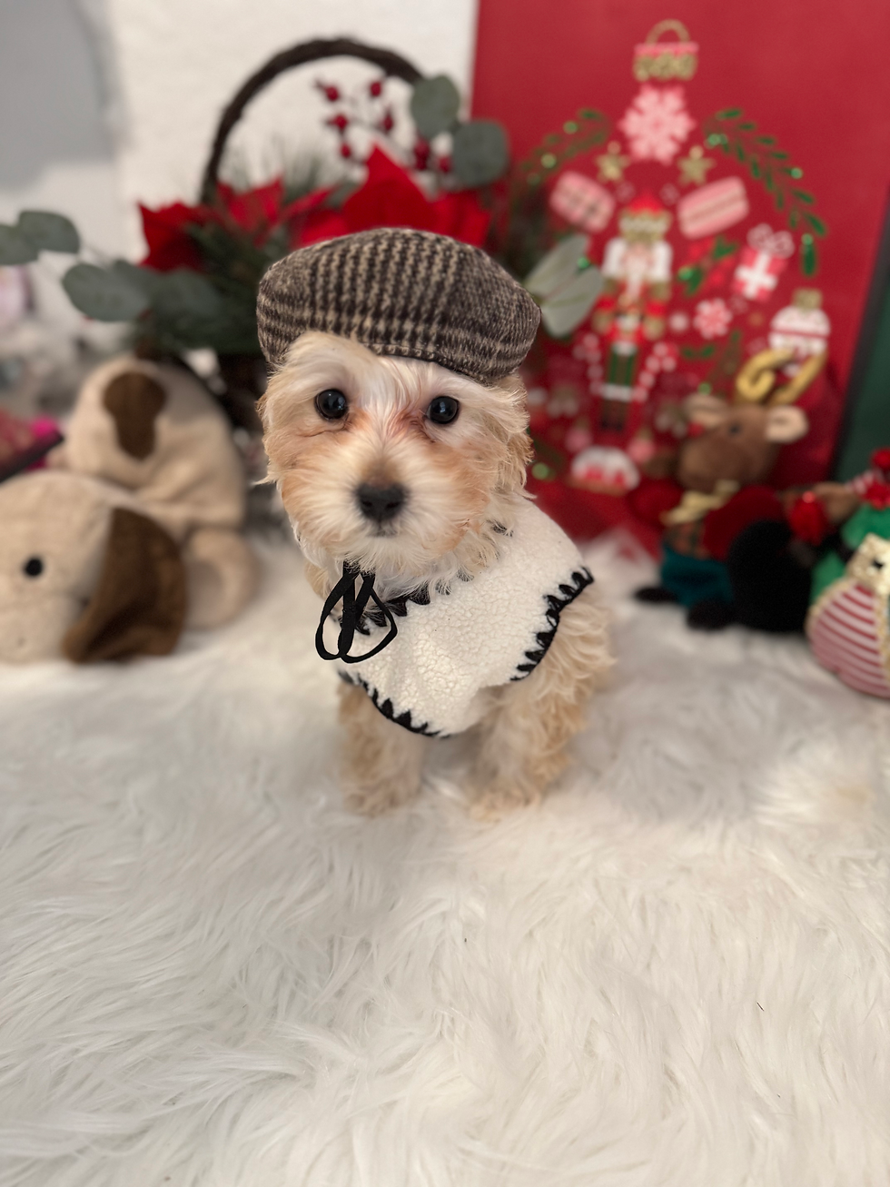 Thumbnail: Max-Maltipoo (1100)
