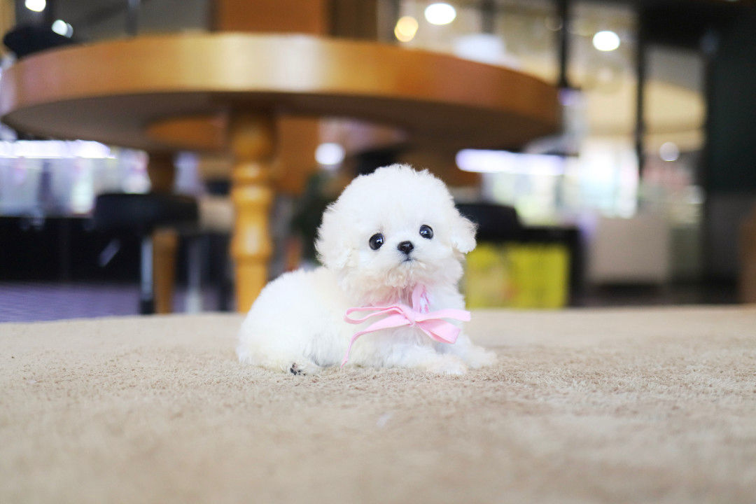 Penny--Bichon Frise (KM2)