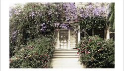 wistaria