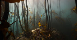 ReGeneration_ Ecosystem Restoration