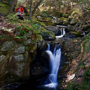 TAKE ACTION: Tell MA state lawmakers to support forest protections in the Environmental Bond Bill!