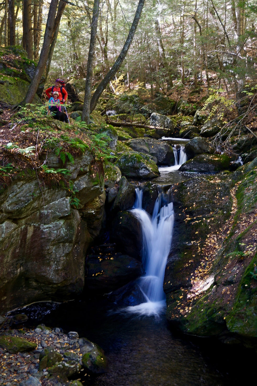 TAKE ACTION: Tell MA state lawmakers to support forest protections in the Environmental Bond Bill!