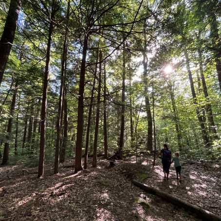 PRESS RELEASE: Forest Protection Group Files New Lawsuit to Challenge Latest Commercial Logging Project in White Mountain National Forest
