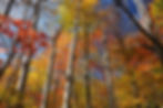 Fall in Vermont's Worcester Range.