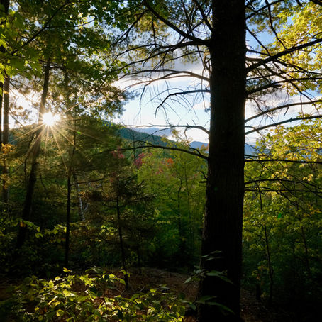 PRESS RELEASE -- The missing link in Biden’s climate agenda: letting older trees grow 