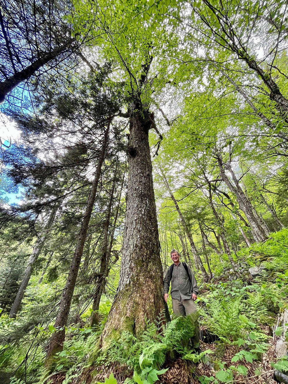 A photo of a mature forest in Vermont's Green Mountain National Forest