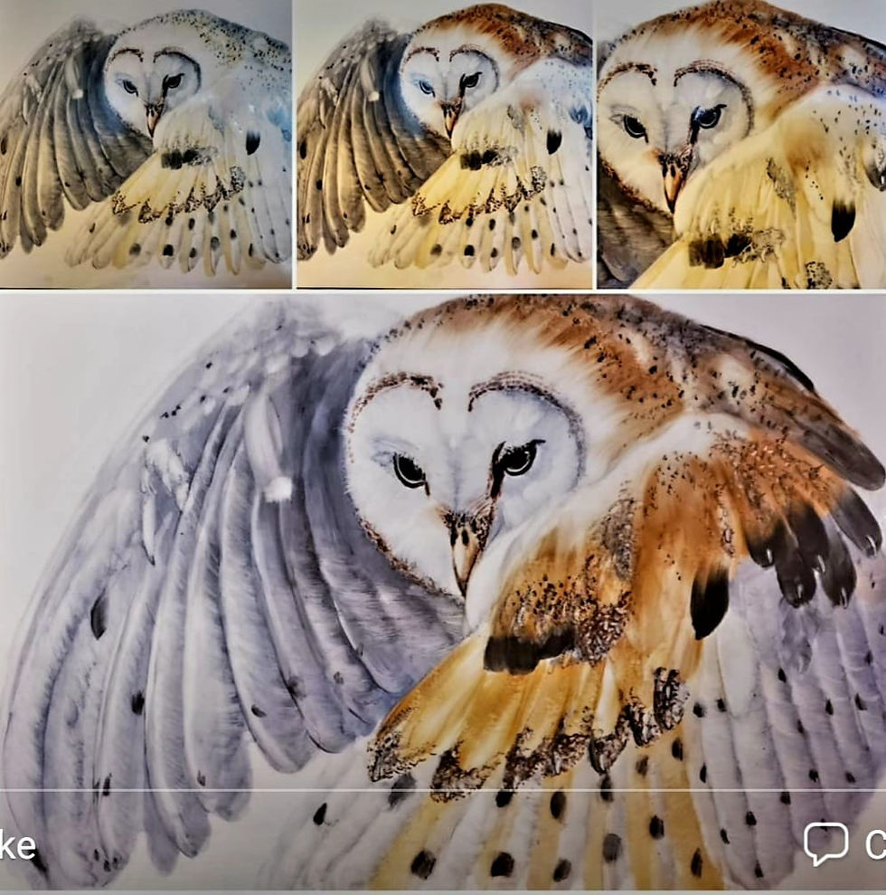 Owl Study