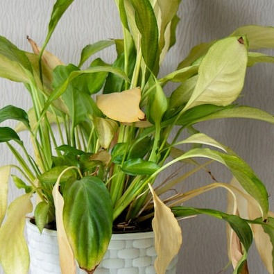 Why are my plant's leaves turning yellow
