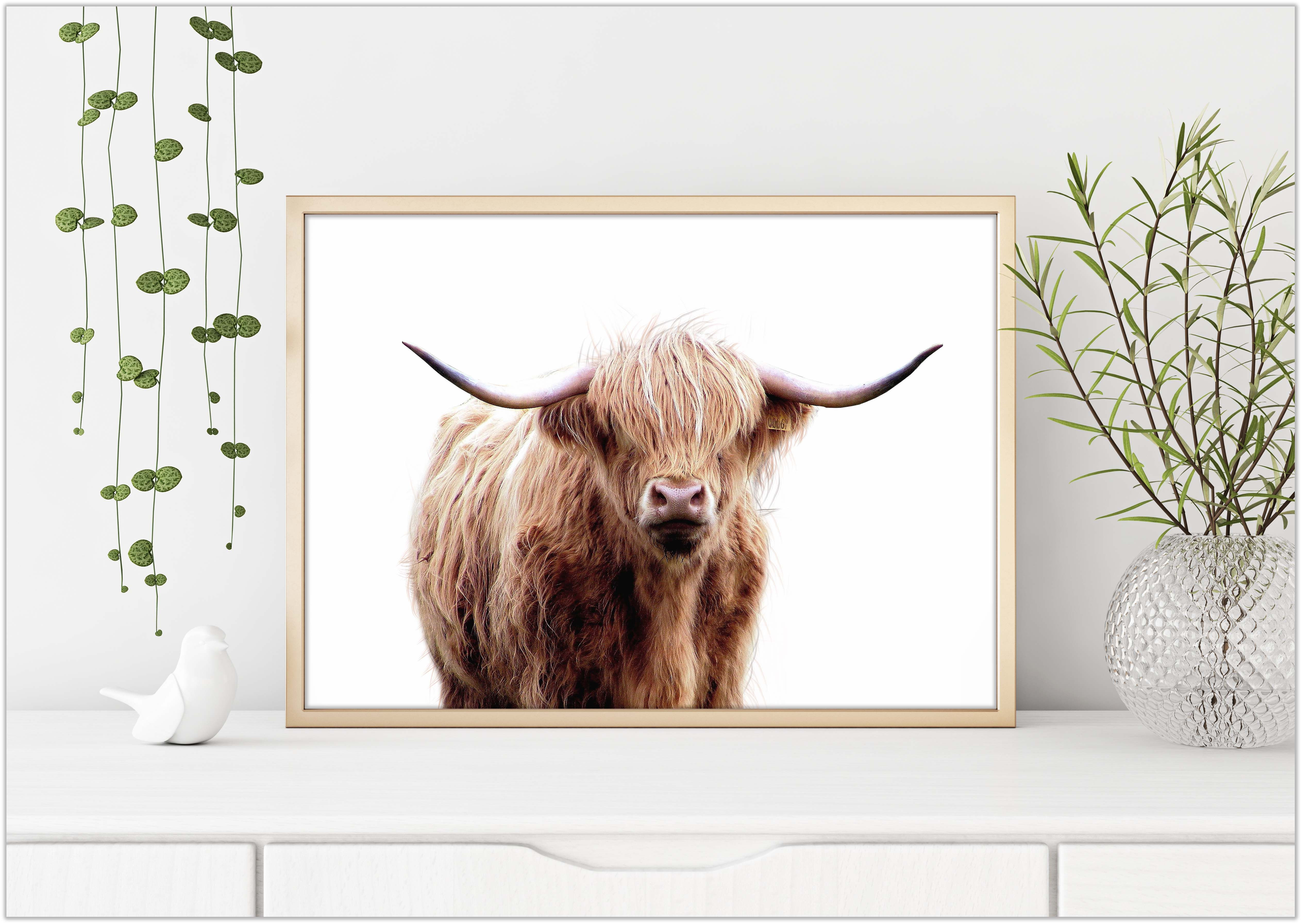 Highland cow, cow photo, art to print and frame, printable art, cow art print