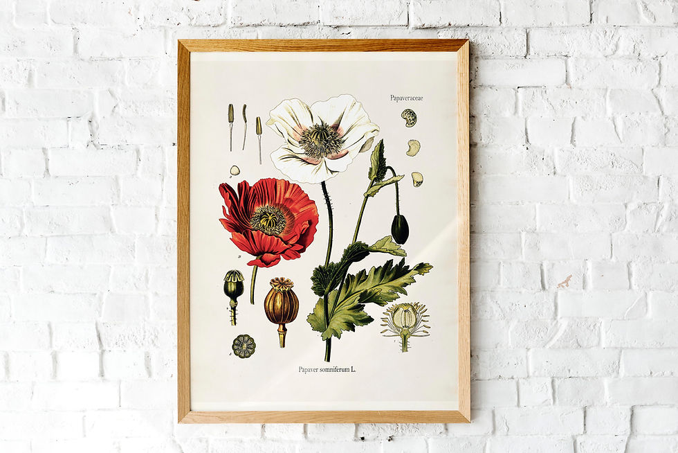 Printable vintage red opium poppy  botanical illustration, vintage lithograph
