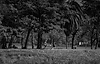 ibirapuera.png