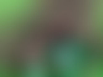 Dezembro Verde: contra o abandono e maus-tratos e em defesa de todas as formas de vida