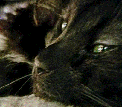 cat side eye gif.gif