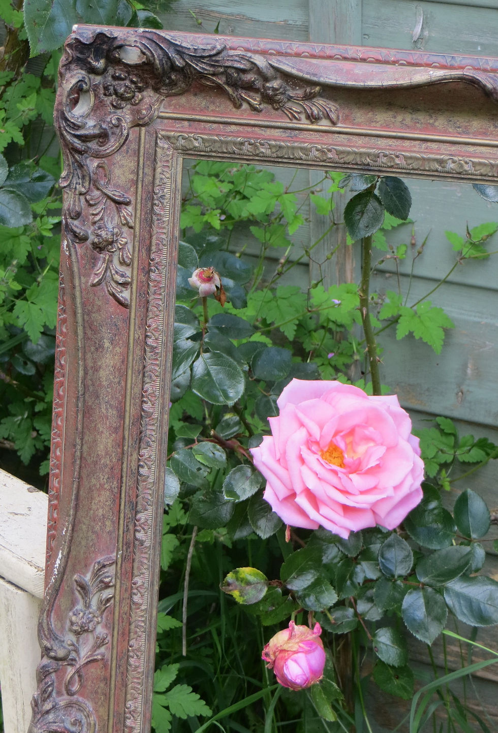 Thumbnail: Large Decorative 'Victorian' Frame Rose