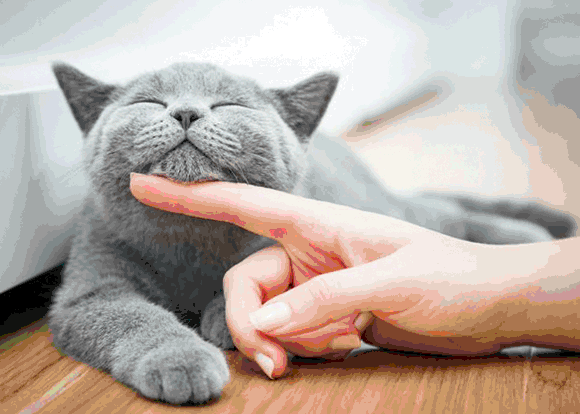 I gatti non sono asociali.