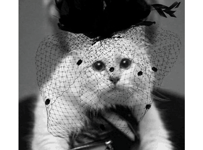 La gatta Choupette in lutto