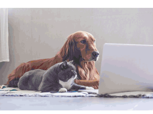 Arriva la ricetta veterinaria elettronica
