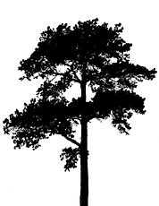 silhouette-of-tree-3.jpg