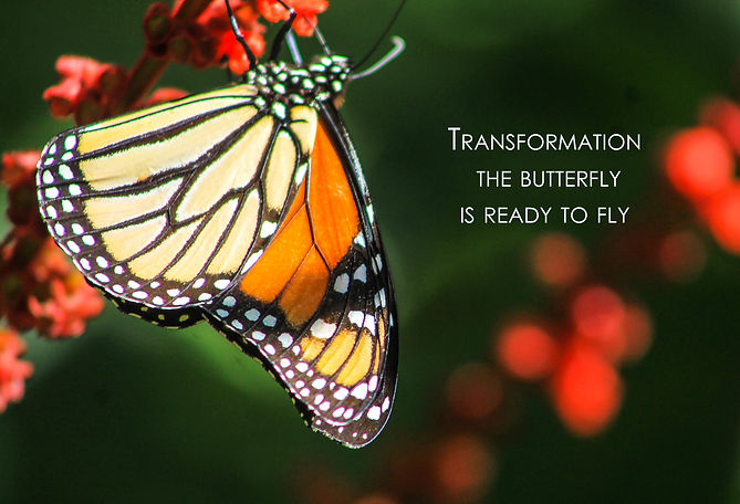 Butterfly.jpg