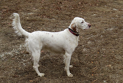 Fly Master English Setters