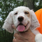 English Setter Puppies for Sale