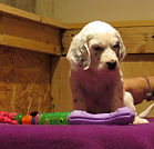 English Setter Puppies for Sale