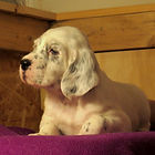 English Setter Puppies for Sale