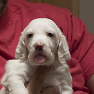 English Setter Puppies for Sale