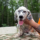 English Setter Puppies for Sale