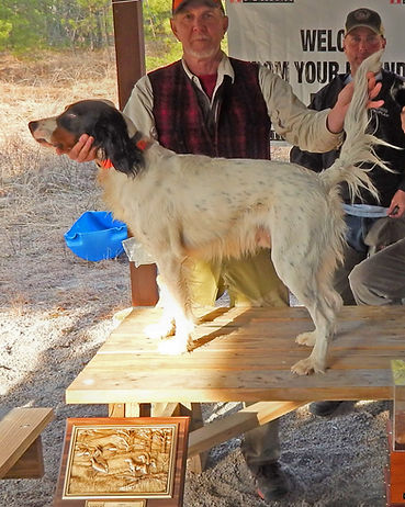 Fly Master English Setters