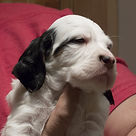 English Setter Puppies for Sale