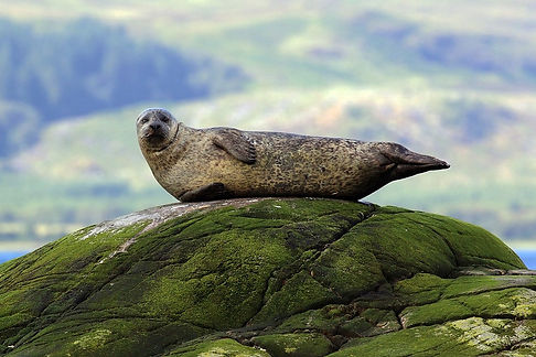 Common_seal_(Phoca_vitulina)_2 (1).jpg