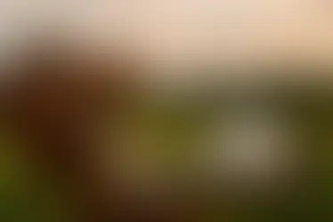 Renda Passiva em Dólar: O Guia Para Fazer o Dinheiro Trabalhar Para Você com Robôs Gratuitos