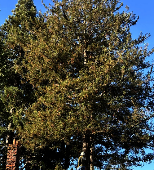 Street facing redwood tree before pruning