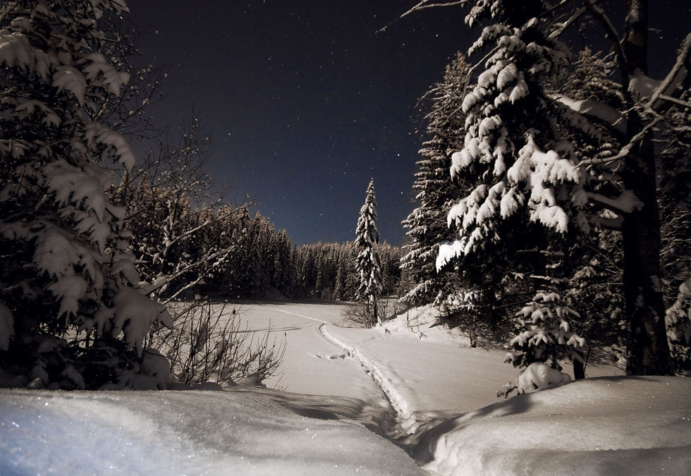 Winterwald