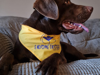 Charity calendar competition! Dogs of EndoSouthcoast