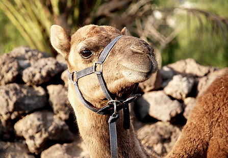 Camellos5.jpg