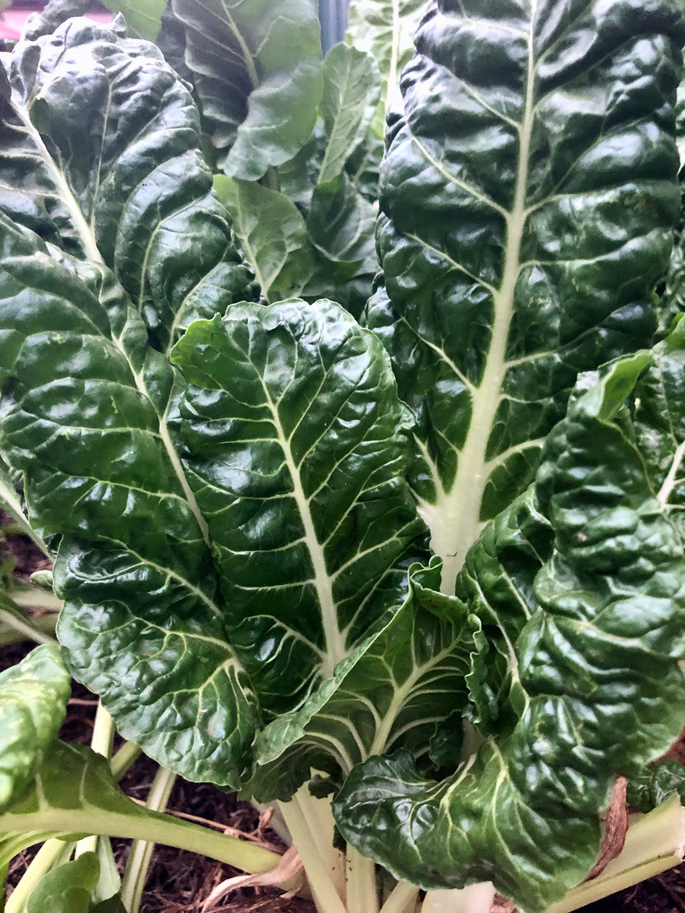 Healthy silverbeet
