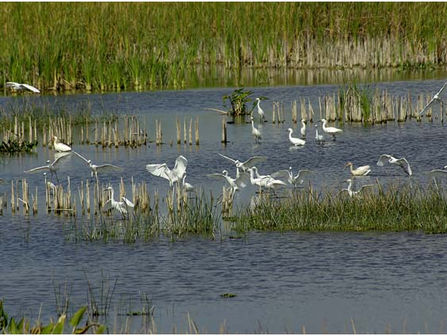 PRAS FIELD TRIP TO HARNES MARSH, October 21, 2017