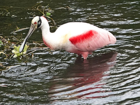 FIELD TRIP REPORT CELERY FIELDS 1/20/18