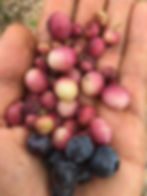 Pink Strawberries