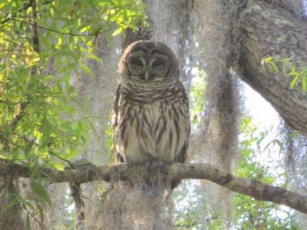 Walkabout Report 3/3/2020 Night Walk at Hathaway Park
