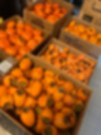 Persimmon