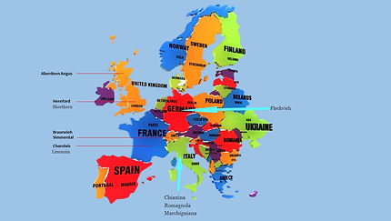 europa carne2_edited.jpg