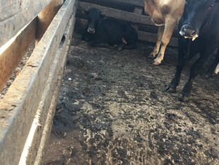 IMPOUNDED LIVESTOCK